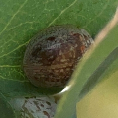 Paropsisterna m-fuscum (Eucalyptus Leaf Beetle) at Coolo Park - 8 Mar 2024 by Hejor1