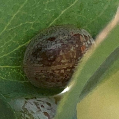 Paropsisterna m-fuscum (Eucalyptus Leaf Beetle) at Coolo Park - 8 Mar 2024 by Hejor1