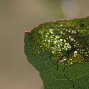 Hypertrophidae sp. (family) at Coolo Park - 8 Mar 2024