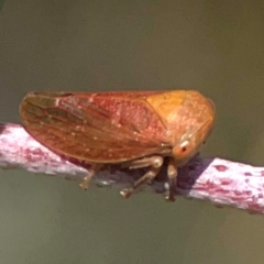 Katipo rubrivenosa (A leafhopper) at Weston, ACT - 8 Mar 2024 by Hejor1