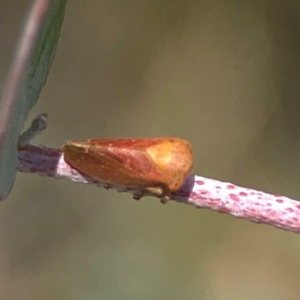 Katipo rubrivenosa at Coolo Park - 8 Mar 2024