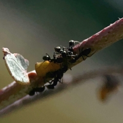 Formicidae (family) (Unidentified ant) at Weston, ACT - 8 Mar 2024 by Hejor1