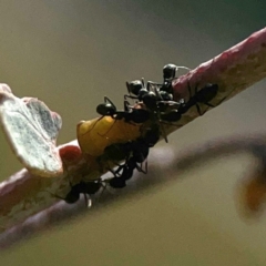 Formicidae (family) at Coolo Park - 8 Mar 2024 01:36 PM