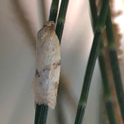 Merophyas divulsana (Lucerne Leafroller (Tortricinae, Archipini) at Coolo Park - 8 Mar 2024 by Hejor1