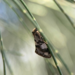 Anestia ombrophanes (Clouded Footman) at Coolo Park - 8 Mar 2024 by Hejor1