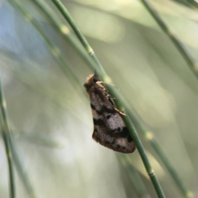 Anestia ombrophanes (Anestia ombrophanes) at Weston, ACT - 8 Mar 2024 by Hejor1