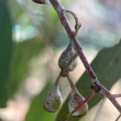 Eucalyptus sideroxylon at Coolo Park - 8 Mar 2024