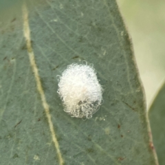 Glycaspis sp. (genus) (Unidentified sugary lerp) at Weston, ACT - 8 Mar 2024 by Hejor1