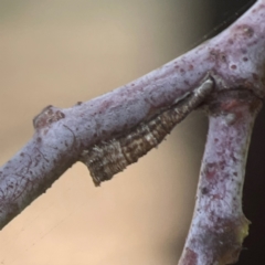 Cercopidae (family) (Unidentified spittlebug or froghopper) at Coolo Park - 8 Mar 2024 by Hejor1