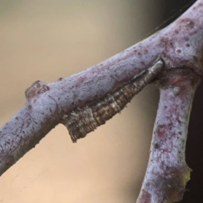 Cercopidae (family) (Unidentified spittlebug or froghopper) at Coolo Park - 8 Mar 2024 by Hejor1