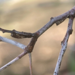 Cercopidae (family) at Coolo Park - 8 Mar 2024 01:18 PM