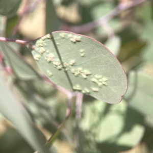 Eucalyptus insect gall at Coolo Park - 8 Mar 2024