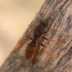 Polistes (Polistella) humilis at Coolo Park - 8 Mar 2024 01:15 PM