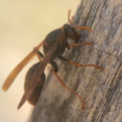 Polistes (Polistella) humilis at Coolo Park - 8 Mar 2024 01:15 PM