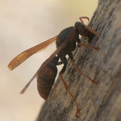 Polistes (Polistella) humilis at Coolo Park - 8 Mar 2024