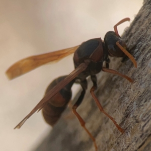 Polistes (Polistella) humilis at Coolo Park - 8 Mar 2024 01:15 PM