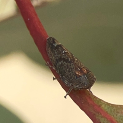 Cicadellidae (family) (Unidentified leafhopper) at Coolo Park - 8 Mar 2024 by Hejor1