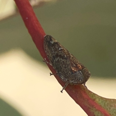 Unidentified Leafhopper or planthopper (Hemiptera, several families) at Weston, ACT - 8 Mar 2024 by Hejor1
