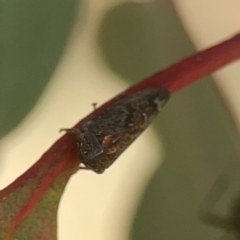 Cicadellidae (family) at Coolo Park - 8 Mar 2024