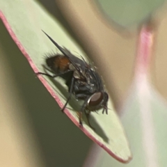 Calliphora sp. (genus) (Unidentified blowfly) at Weston, ACT - 8 Mar 2024 by Hejor1