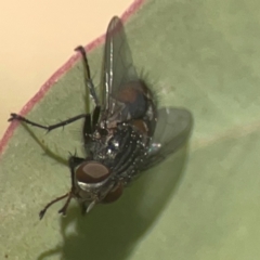 Calliphora sp. (genus) at Coolo Park - 8 Mar 2024