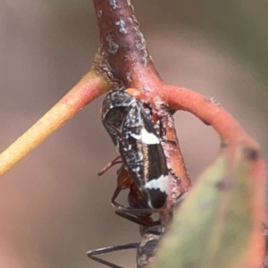 Eurypella tasmaniensis at Coolo Park - 8 Mar 2024