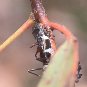 Eurypella tasmaniensis at Coolo Park - 8 Mar 2024