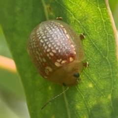 Paropsisterna decolorata (A Eucalyptus leaf beetle) at Weston, ACT - 8 Mar 2024 by Hejor1