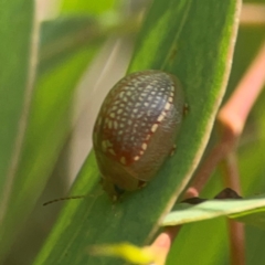 Paropsisterna decolorata at Coolo Park - 8 Mar 2024