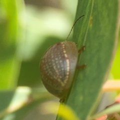 Paropsisterna decolorata at Coolo Park - 8 Mar 2024