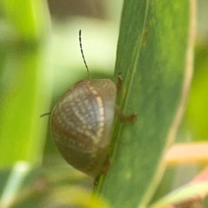 Paropsisterna decolorata at Coolo Park - 8 Mar 2024