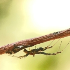 Tetragnatha sp. (genus) at Coolo Park - 8 Mar 2024 by Hejor1