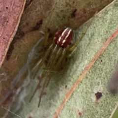 Deliochus sp. (genus) (A leaf curling spider) at Coolo Park - 8 Mar 2024 by Hejor1