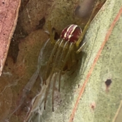 Deliochus sp. (genus) at Coolo Park - 8 Mar 2024