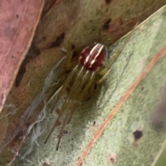 Deliochus sp. (genus) at Coolo Park - 8 Mar 2024