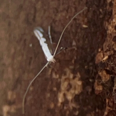 Dialectica scalariella/aemula at Coolo Park - 8 Mar 2024 01:01 PM