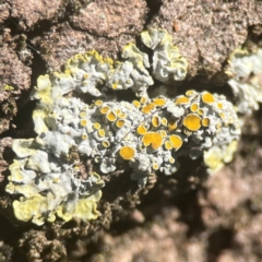 Unidentified Lichen at Weston, ACT - 8 Mar 2024 by Hejor1