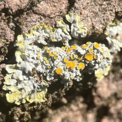 Lichen - crustose at Coolo Park - 8 Mar 2024 by Hejor1