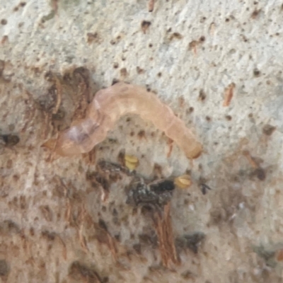 Collembola sp. (class) at Weston, ACT - 8 Mar 2024 by Hejor1