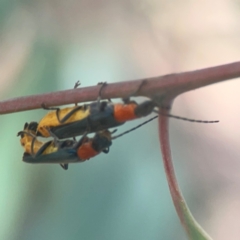 Chauliognathus tricolor at Coolo Park - 8 Mar 2024 01:22 PM