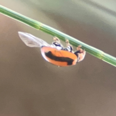 Micraspis frenata (Striped Ladybird) at Coolo Park - 8 Mar 2024 by Hejor1