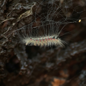 Anestia (genus) at Coolo Park - 8 Mar 2024