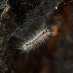 Anestia (genus) at Coolo Park - 8 Mar 2024