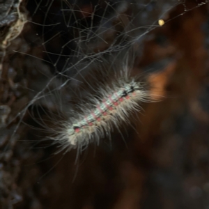 Anestia (genus) at Coolo Park - 8 Mar 2024 01:25 PM