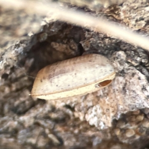 Blattidae sp. (family) at Coolo Park - 8 Mar 2024