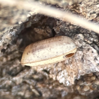 Blattidae sp. (family) (Unidentified blattid cockroach) at Coolo Park - 8 Mar 2024 by Hejor1