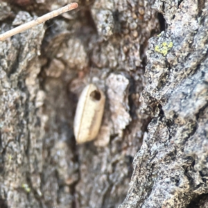 Blattidae sp. (family) at Coolo Park - 8 Mar 2024