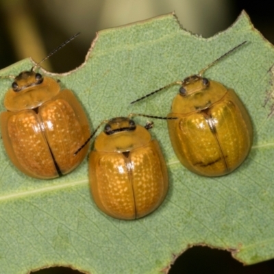 Paropsisterna cloelia (Eucalyptus variegated beetle) at Dickson, ACT - 7 Mar 2024 by AlisonMilton