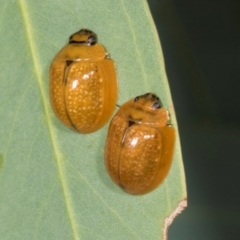 Paropsisterna cloelia at Dickson Wetland Corridor - 7 Mar 2024