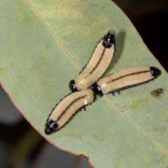 Paropsisterna cloelia at Dickson Wetland Corridor - 7 Mar 2024